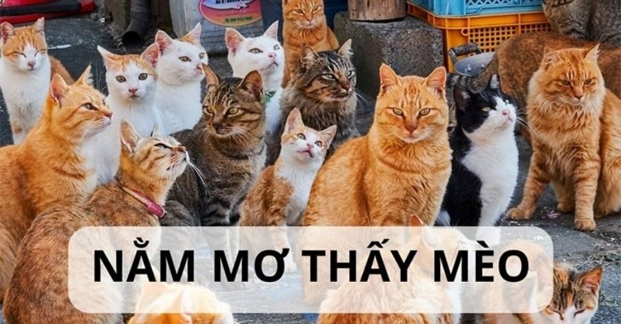 Thấy mèo trong giấc mơ là điều tốt hay xấu?