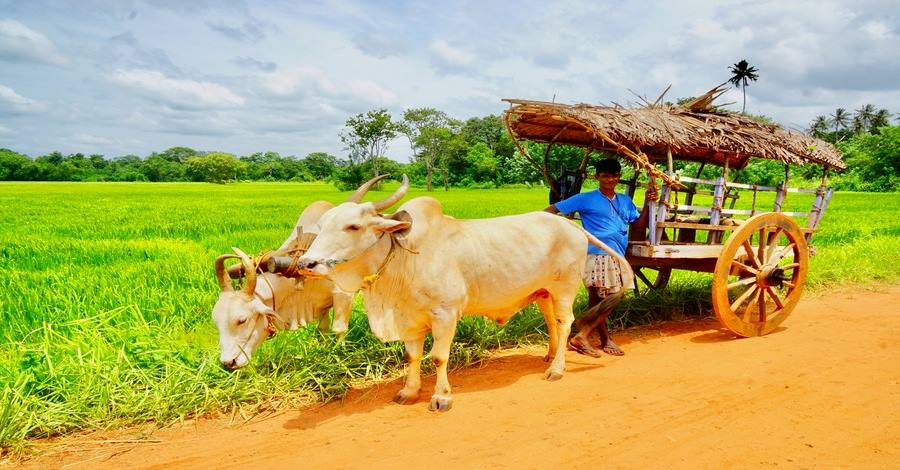 Mơ thấy bò đang kéo xe