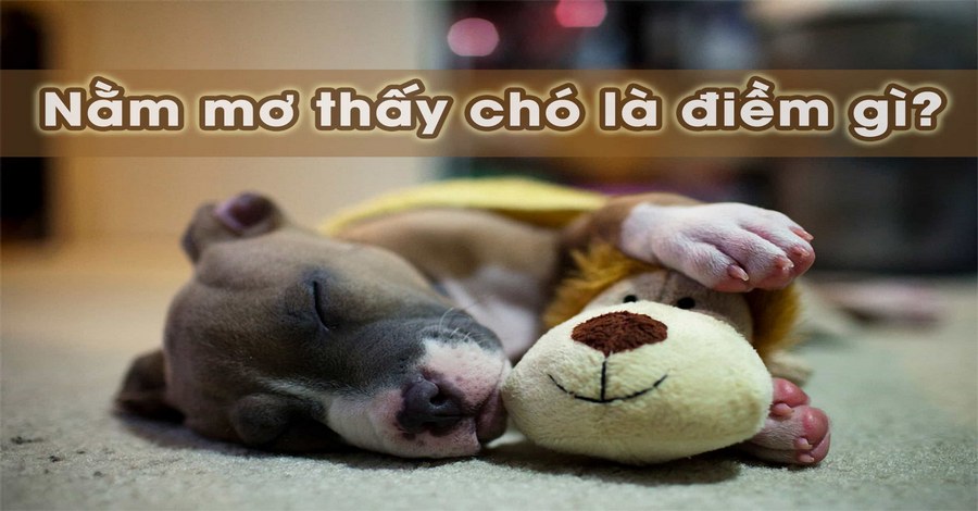 Thấy chó xuất hiện trong giấc mơ là điềm báo gì?