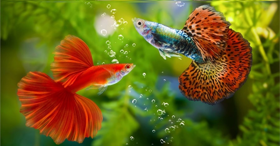 mơ thấy cá may mắn